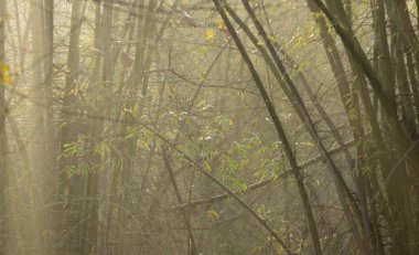 Yağmur ormanlarındaki ağaçlar, sabah güneşi ve sis.