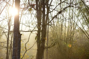 Yağmur ormanlarındaki ağaçlar, sabah güneşi ve sis.