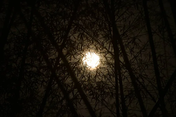 Luna Piena Una Notte Tranquilla Nella Foresta — Foto Stock