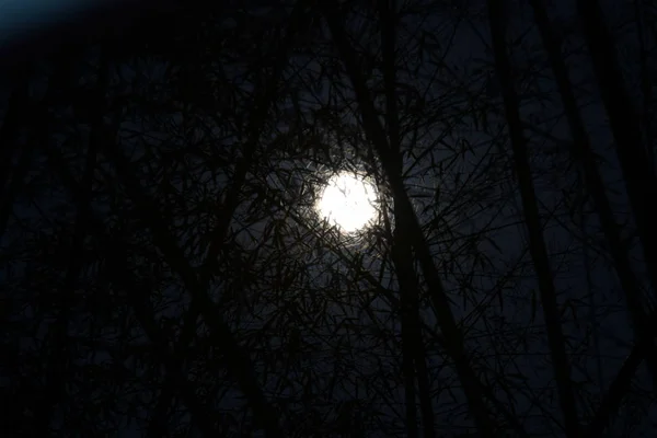 Fullmånen Fridfull Natt Skogen — Stockfoto