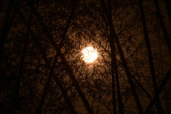 Lua Cheia Uma Noite Tranquila Floresta — Fotografia de Stock