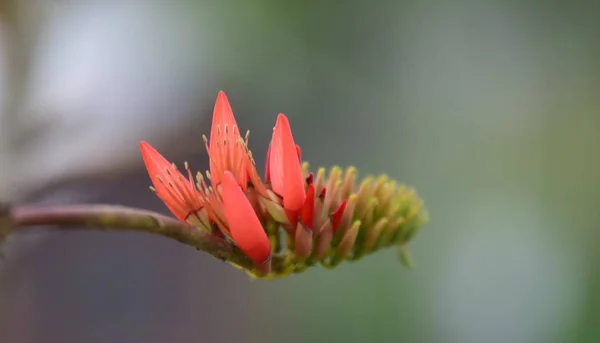 Luce Del Sole Del Mattino Nella Foresta Thailandia Alba Mattino — Foto Stock