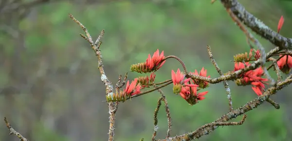 Lindas Flores Laranja Com Luz Pela Manhã — Fotografia de Stock