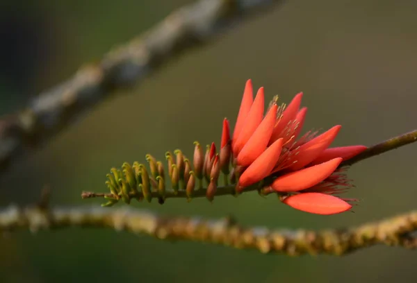 Hermosas Flores Color Naranja Con Luz Mañana — Foto de Stock