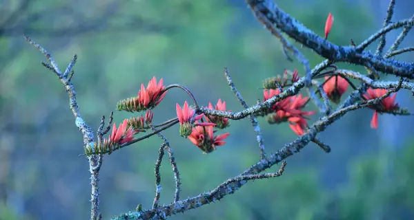 Belles Fleurs Orange Avec Lumière Matin Lumière Soleil Matin Dans — Photo