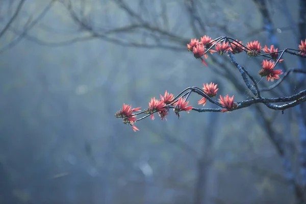 Alberi Nella Foresta Pluviale Sole Del Mattino Nebbia — Foto Stock