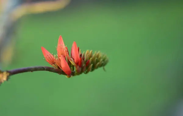 Bellissimi Fiori Arancio Con Luce Mattino — Foto Stock