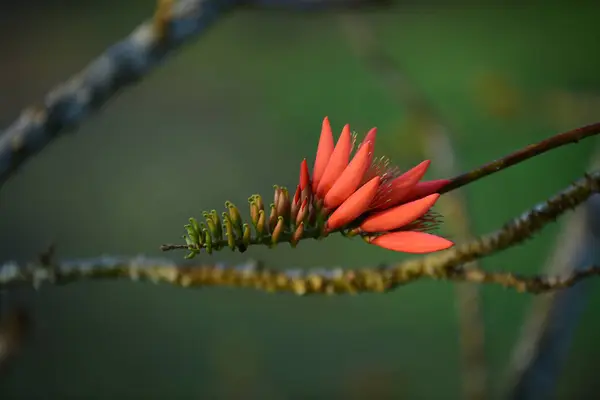 Hermosas Flores Color Naranja Con Luz Mañana — Foto de Stock