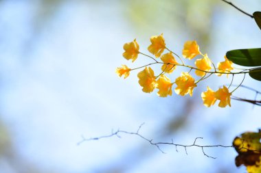 Ormanda güzel mor orkide. Ormanda güzel sarı orkide.