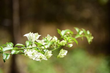 Renkli çiçek. Flower.group sarı beyaz ve pembe çiçek grubu. Beyaz ve sarı frangipani çiçek yaprakları arka plan ile. Plumeria çiçek çiçeklenme .
