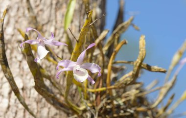Ormanda güzel mor orkide.