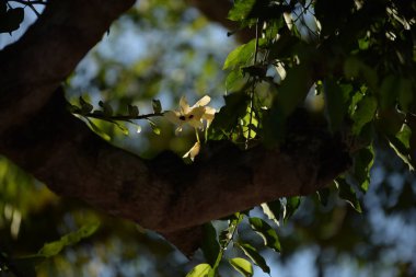 Ormanda güzel sarı orkide.