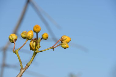 Renkli çiçek. Flower.group sarı beyaz ve pembe çiçek grubu. Beyaz ve sarı frangipani çiçek yaprakları arka plan ile. Plumeria çiçek çiçeklenme .