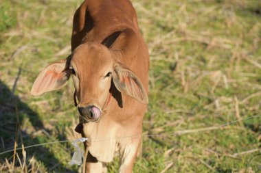 Kahverengi inek alanındadır.