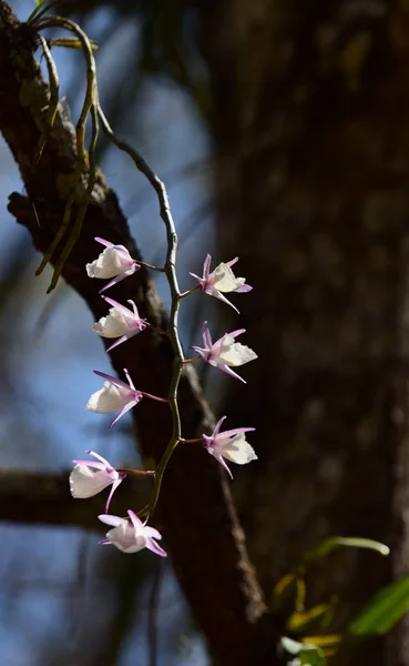 Piękne Purpurowa Orchidea Lesie Piękne Żółta Orchidea Lesie — Zdjęcie stockowe