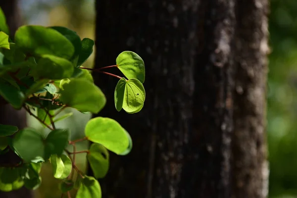 Green Leaves Closeup Forest — Stock Photo, Image