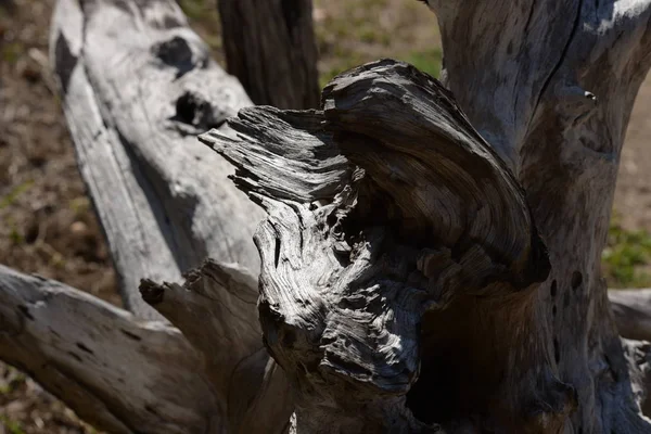 Grumes Bois Dans Forêt Jour — Photo