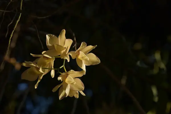 Hermosa Orquídea Amarilla Bosque — Foto de Stock