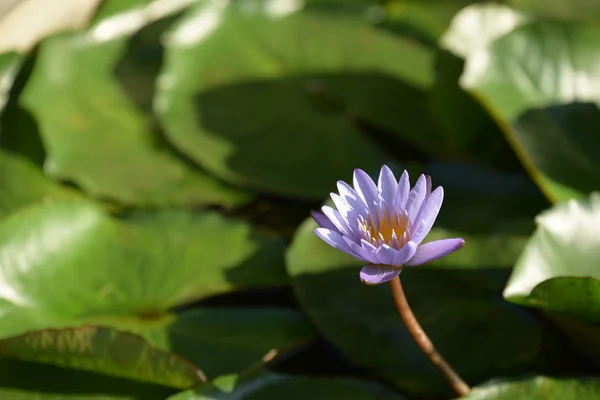 Beautiful Violet Lotus Has Back Ground Green Leaf Pool — Stock Photo, Image