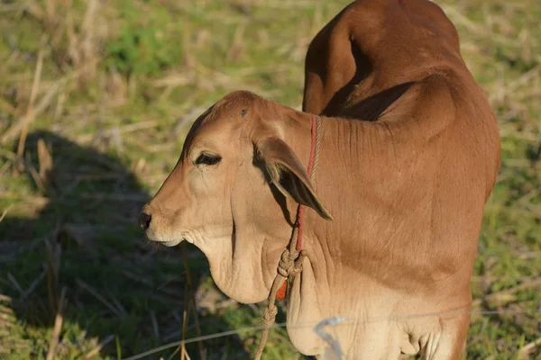 Vaca Castanha Está Campo — Fotografia de Stock