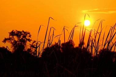 Günbatımı turuncu shad altın gökyüzü, güzel bulut, güneş ışığı, ışık ile.
