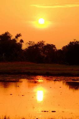 Alanın ortasında güzel altın gökyüzü günbatımı.