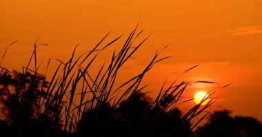 Alanın ortasında güzel altın gökyüzü günbatımı.