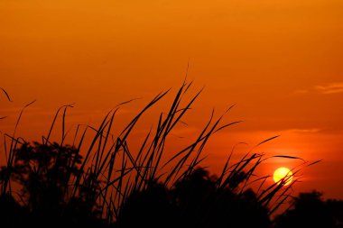 Alanın ortasında güzel altın gökyüzü günbatımı.