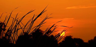 Alanın ortasında güzel altın gökyüzü günbatımı.