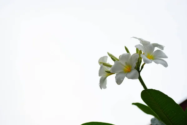 Plumeria Blomma Blommande Vackra Blommor Den Trädgård Blooming Sommaren Anlagd — Stockfoto