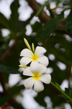 Renkli çiçek. Grup flower.group (Frangipani, Plumeria) sarı beyaz ve pembe çiçek pembe, beyaz ve sarı arka planda yaprakları ile frangipani çiçekler. Plumeria çiçek çiçeklenme .
