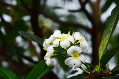 Renkli çiçek. Flower.group Pembe çiçek (Frangipani, Plumeria) grup pembe, beyaz ve sarı arka planda yaprakları ile frangipani çiçekler. Plumeria çiçek çiçeklenme .