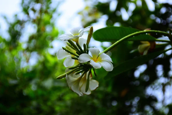 Plumeria Fleur Fleurir Belles Fleurs Dans Jardin Floraison Été Paysager — Photo