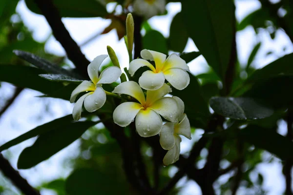 Цветоносы Plumeria Цветы Саду Цветущие Летом Парк Сад — стоковое фото