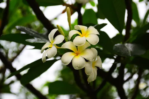 Flores Hermosas Jardín Floreciendo Verano Jardín Formal Paisajeado Parque Hermoso —  Fotos de Stock