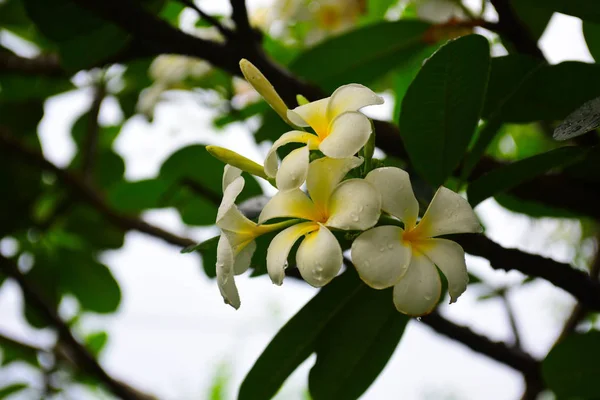 Kwitnący Kwiat Plumeria Piękne Kwiaty Ogrodzie Blooming Lecie Formalny Ogród — Zdjęcie stockowe