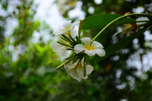 Kwitnący Kwiat Plumeria Piękne Kwiaty Ogrodzie Blooming Lecie Formalny Ogród — Zdjęcie stockowe