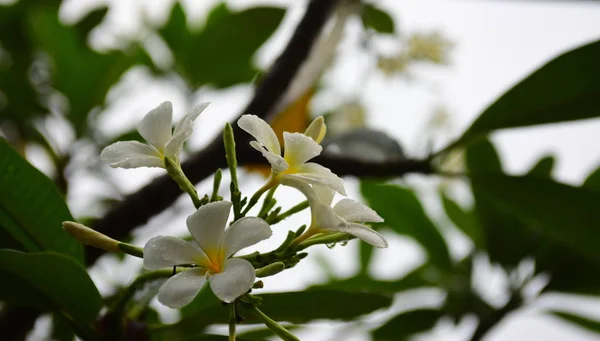 Kwitnący Kwiat Plumeria Piękne Kwiaty Ogrodzie Blooming Lecie Formalny Ogród — Zdjęcie stockowe