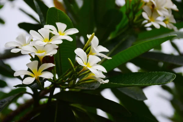 Plumeria Blomma Blommande Vackra Blommor Den Trädgård Blooming Sommaren Anlagd — Stockfoto