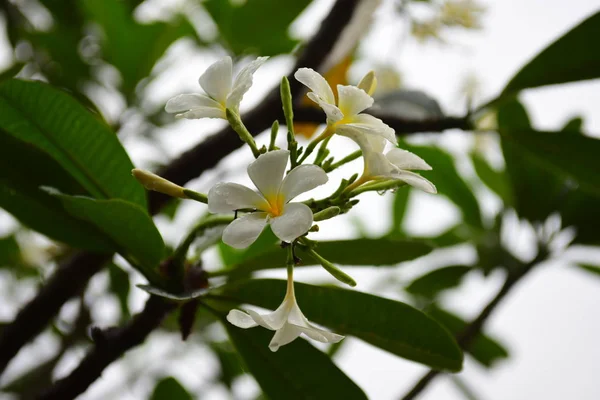 Plumeria Blomma Blommande Vackra Blommor Den Trädgård Blooming Sommaren Anlagd — Stockfoto