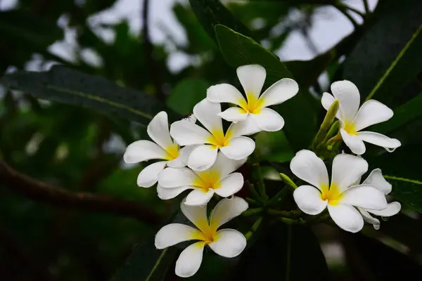 庭の美しい明るいピンクの黄色 庭にカラフルな花や花 庭の美しい花 — ストック写真