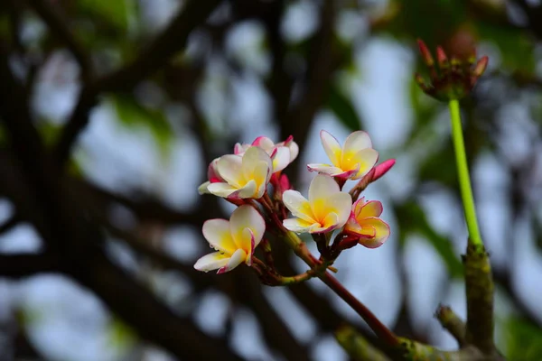 Vacker Ljust Rosa Gul Trädgården Färgglada Blommor Och Blommor Trädgården — Stockfoto