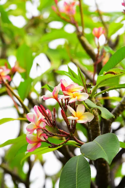 Amarelo Rosa Brilhante Bonito Jardim Flores Coloridas Flores Jardim Bela — Fotografia de Stock