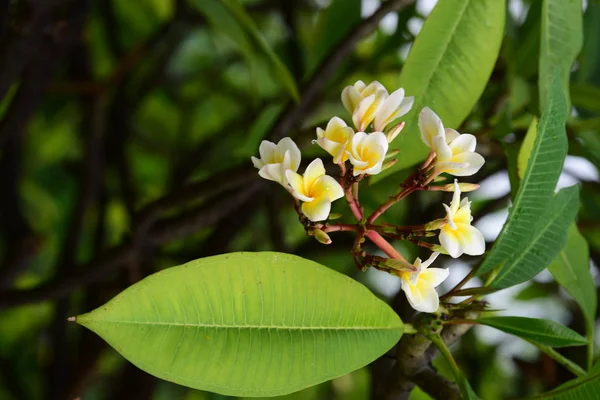 花园里美丽的亮粉色黄色 花园里五颜六色的花和花 花园里美丽的花 — 图库照片