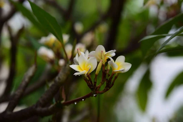 庭の美しい明るいピンクの黄色 庭にカラフルな花や花 庭の美しい花 — ストック写真