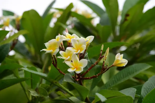 花园里美丽的亮粉色黄色 花园里五颜六色的花和花 花园里美丽的花 — 图库照片