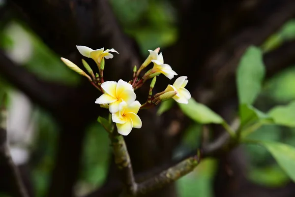 Beau Jaune Rose Vif Dans Jardin Fleurs Colorées Fleurs Dans — Photo