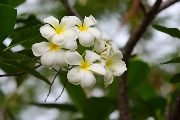 Flores Coloridas Jardim Plumeria Flor Florescer Lindas Flores Jardim Florescendo — Fotografia de Stock