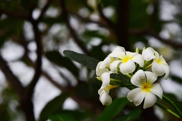 庭の美しい明るいピンクの黄色 庭にカラフルな花や花 庭の美しい花 — ストック写真