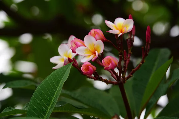 Fiori Stanno Fiorendo Nella Stagione Riproduttiva Uno Sfondo Fogliame Verde — Foto Stock